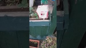 Как зазвать бабочек в сад и поддержать их ? Домик для бабочек