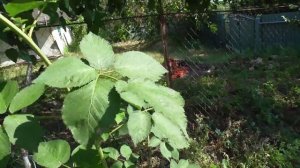 Формировка ежевики.