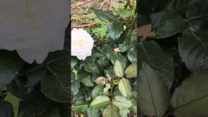 Роза Первогодка Чарити / Charity Rose