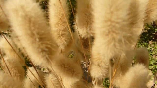 Лагурус после дождей.Семена зайцехвоста. смотреть онлайн