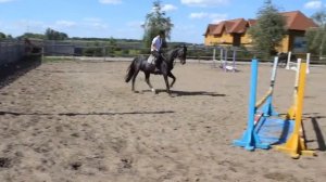 Продам Лошадь породы Украинская верховая