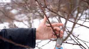Весенняя обрезка вишни