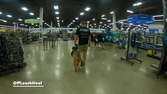 2Yo Airedale Terrier (Rex) Best Dog Trainers in Virginia