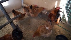 Наш курятник* Птичник* Породы кур* Содержание кур