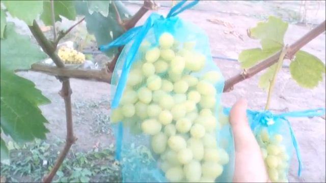 ?ОБЗОР ЛУЧШИХ СОРТОВ и ГФ МОЕЙ КОЛЛЕКЦИИ ВИНОГРАДА смотреть онлайн