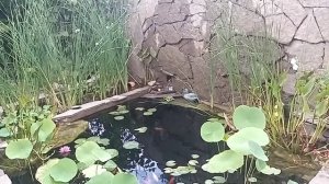 Декоративный водоём. Часть 2. Пруд из бетона.  Форма и содержание.