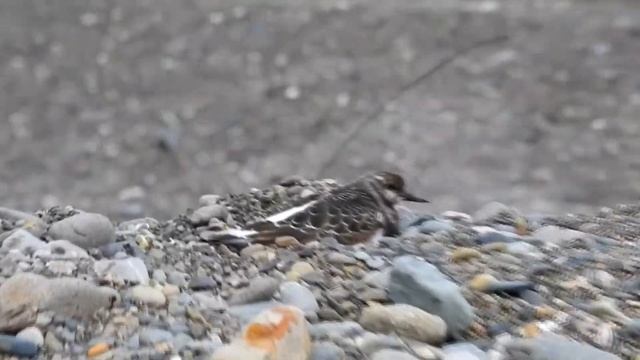 Мгновение из жизни Камчатских птиц "Кулик,один из..." смотреть онлайн