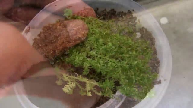How to pot and mix soil for moss (Golden Club Moss, Selaginella kraussiana auera, Gold spike moss) смотреть онлайн