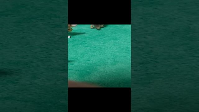 "Дикие псы" 5 серия "Кровавая бойня между 2 собаками Максом и Фредди". смотреть онлайн