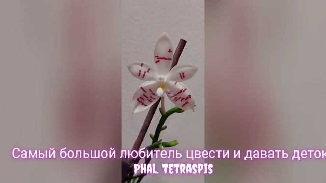 Ароматная Орхидея которая постоянно цветёт , #фаленопсис Phal . tetraspis и даёт много деток