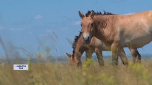 ЭКСКУРСИЯ В ЗАПОВЕДНИК  «ОРЕНБУРГСКИЙ»