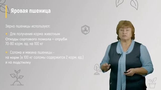 1. Яровая пшеница