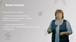 1. Яровая пшеница