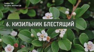 Эти 10 неприхотливых кустарников отлично себя чувствуют в тени