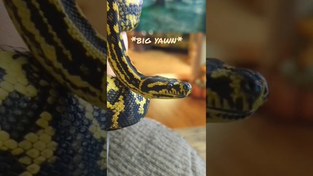 BIG Yawn, carpet python CHILL session #snake #reptiles #carpetpython #sleepy #cute #animals #pets
