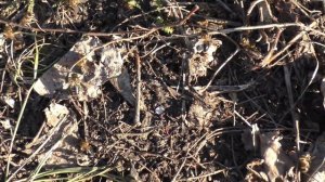 Болезни пчел.  Пчелы выброшены из улья