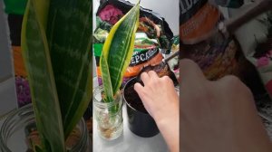 Пересадить тещин язык. Грунт своими руками.
