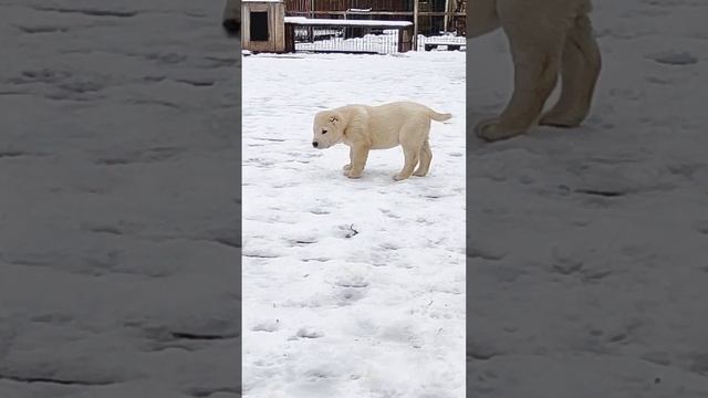 Литера - З? 1.5 мес. +79089119788☎️ Пит. Из Дома Капалак. смотреть онлайн