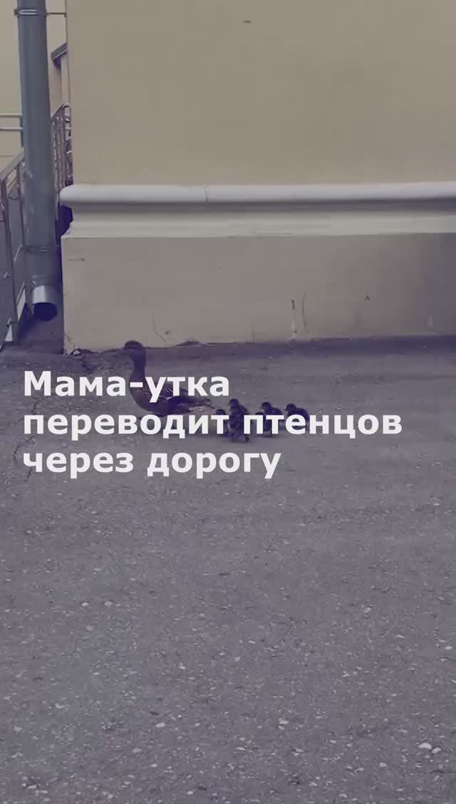 Мама-утка переводит птенцов через дорогу