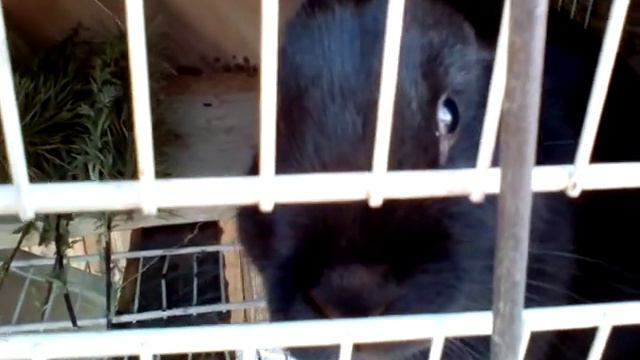 Ветки на корм кроликам смотреть онлайн