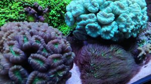 морской аквариум 1 год и 8 месяцев ( 08 06 2024 )