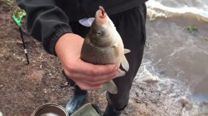 Обзор рыбалки/Карабаш/Неплохой улов/ #рыбалка#fishing