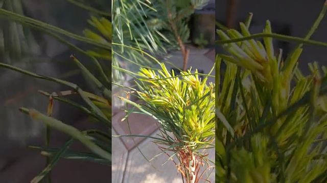 Посылка с Хвойными из интернет-магазина ОПТ-ХОЗ. смотреть онлайн