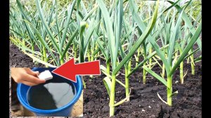 Подкормите этим чеснок в июне и увидите каким огромным он вырастет! Чем подкормить чеснок в июне?