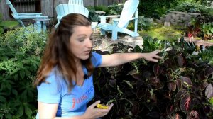 How to Trim Leggy Coleus Flowers