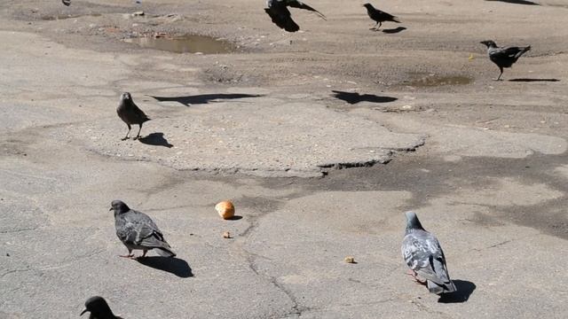 Голуби на улице Парижской Коммуны (Вязьма) 2 смотреть онлайн