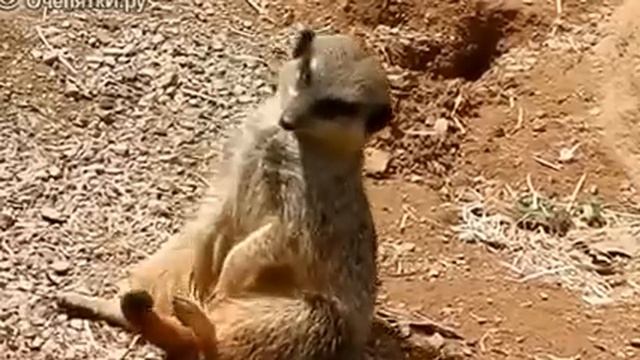 Прикол сурикат засыпает смотреть онлайн