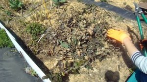 Магония падуболистная - обрезаем подмёрзшие ветки, посадка, уход.