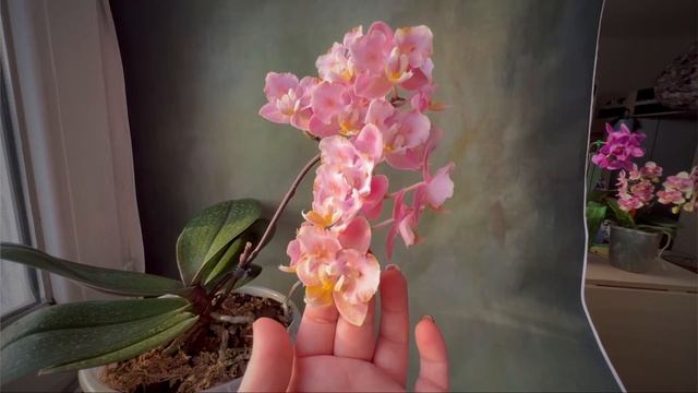 Парфюмерная фабрика Oriental (Oranje). Обзор первого домашнего цветения ароматной бабочки Оранж смотреть онлайн