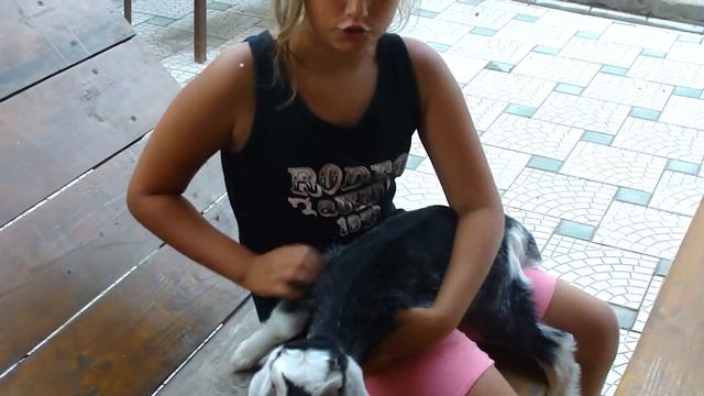 Кормление англо-нубийской козочки 5ти дневки смотреть онлайн