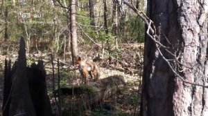 Лиса наорала на мужика