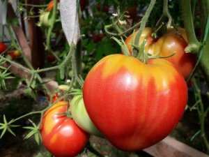 Почему помидоры не краснеют?! Ищем причину вместе. Что за пятна на листьях томатов