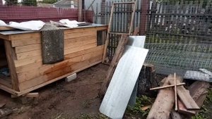 #УтятаИндийскийБегунок Утята Индийский Бегунок, окрас Арлекин