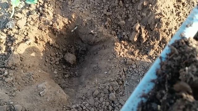 7. Из Германии на Хутор! Кто мы?? Собираем апельсины. Поход по побережью Люмия. смотреть онлайн