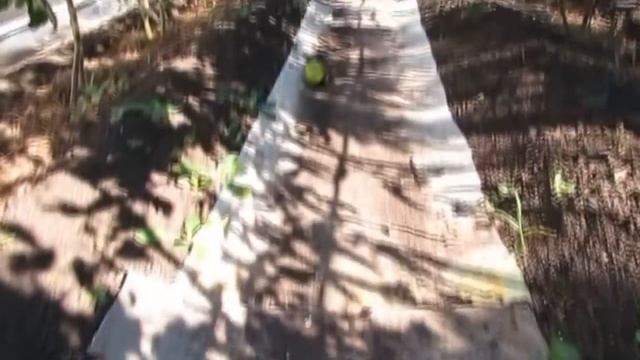 СИНЕЕ ЗОЛОТО смотреть онлайн