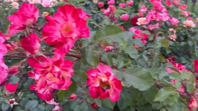 Сезон продолжается … Обновили каталоги роз с ЗКС смотреть онлайн