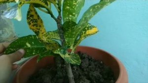 Yellow croton propagation through cuttings update and care🌱 #croton #yellowcroton