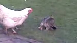 chicken vs cat