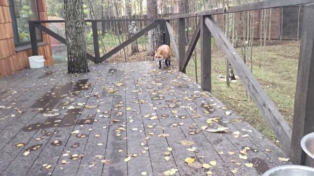 Ли Сяо / Alice the Fox Лиса Алиса (Попытка собак пробраться к лисе в вольер) смотреть онлайн