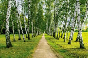 MIRAVI Merab Amzoevi - Шум берез
MIRAVI Merab Amzoev - The Noise of the birches