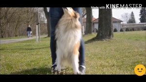 Топ 10 Самых добрых собак в мире!!!