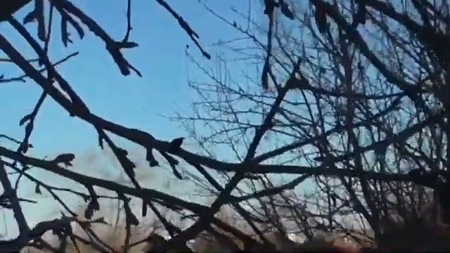 Как определить ростовую и цветочную почку на яблоне, груше?