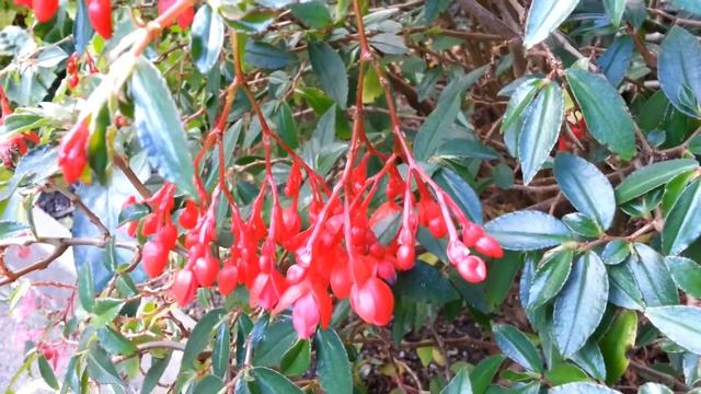 Begonia fuchsioides cv Red Cascade HD 03 by LaboratorTEBA смотреть онлайн