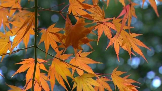 Autumn footage  / Осенний футаж 13 смотреть онлайн