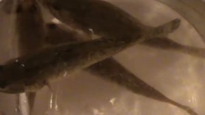 Рыба бычок-ротан часть 2.Рыба ротан прудовой.Рыба ротан плавает в банке