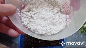 Моя прекрасная азалия. Размножение азалии черенками.